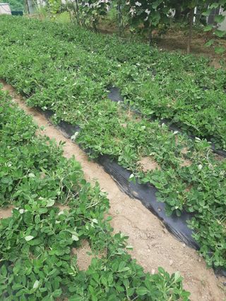 탕정농민님의 기타작물 · 영농일지 작성글 사진