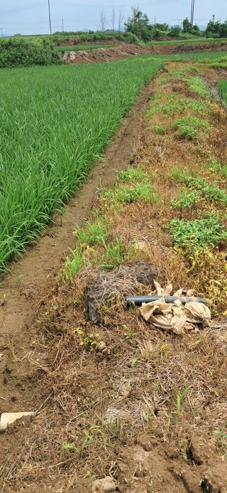 이복길님의 벼 · 영농일지 작성글 사진