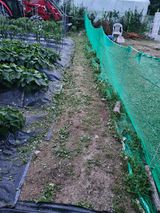 팜모닝 포도·영농일지 게시글 이미지