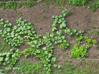 Captain김상곤님의 호박 · 영농일지 작성글 사진