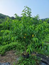 팜모닝 복숭아·영농일지 게시글 이미지