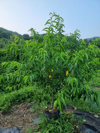 우묵골님의 복숭아 · 영농일지 작성글 사진