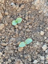 팜모닝 호박·영농일지 게시글 이미지