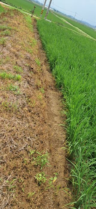 이복길님의 벼 · 영농일지 작성글 사진