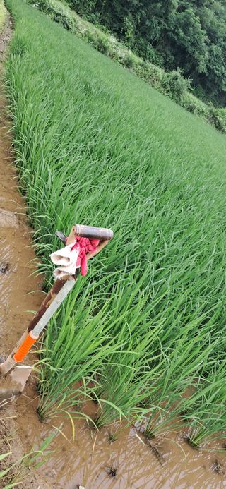 이복길님의 벼 · 영농일지 작성글 사진