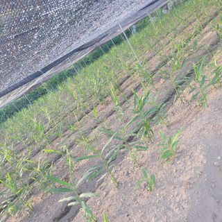 김선순(공룡자색마)님의 기타작물 · 영농일지 작성글 사진