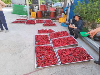 남촌302님의 고추 · 영농일지 작성글 사진