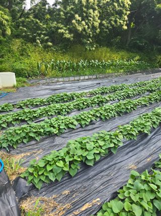 강화화도님의 기타작물 · 영농일지 작성글 사진