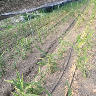 김선순(공룡자색마)님의 기타작물 · 영농일지 작성글 사진