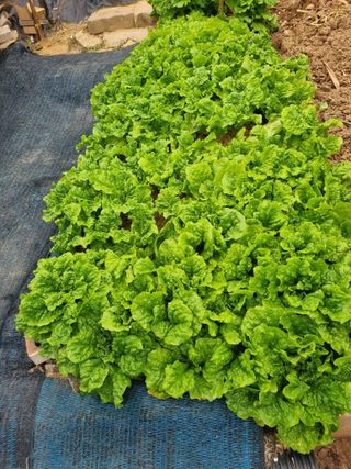 김선두님의 기타작물 · 영농일지 작성글 사진