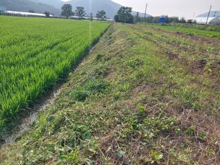 달빛이머무는곳님의 벼 · 영농일지 작성글 사진