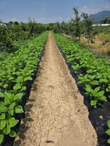 팜모닝 참깨·영농일지 게시글 이미지