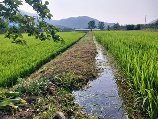 달빛이머무는곳님의 벼 · 영농일지 작성글 사진