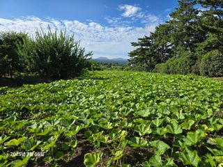 Captain김상곤님의 호박 · 영농일지 작성글 사진