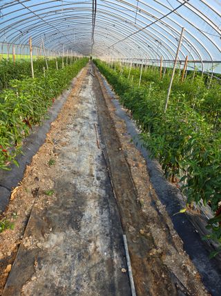 친환경아줌아님의 고추 · 영농일지 작성글 사진