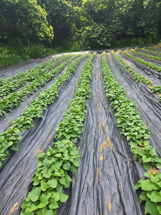 강화화도님의 기타작물 · 영농일지 작성글 사진