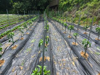 강화화도님의 기타작물 · 영농일지 작성글 사진