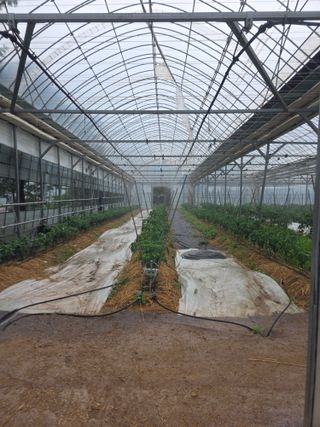 땍은이님의 고추 · 영농일지 작성글 사진