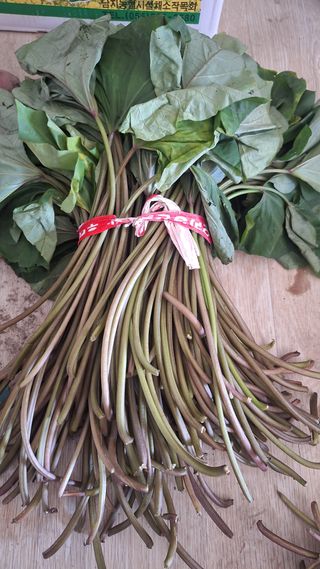 오남현님의 고구마 · 영농일지 작성글 사진