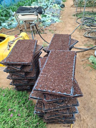 윤영숙소화데레사님의 들깨 · 영농일지 작성글 사진