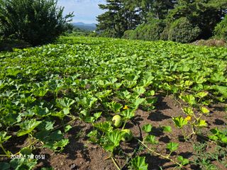 Captain김상곤님의 호박 · 영농일지 작성글 사진