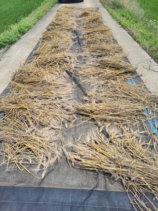 정택님의 기타작물 · 영농일지 작성글 사진