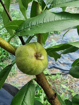 우묵골님의 복숭아 · 영농일지 작성글 사진