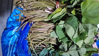 오남현님의 고구마 · 영농일지 작성글 사진