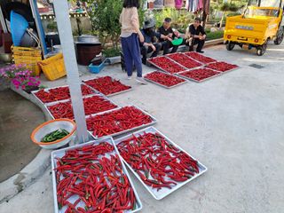 남촌302님의 고추 · 영농일지 작성글 사진