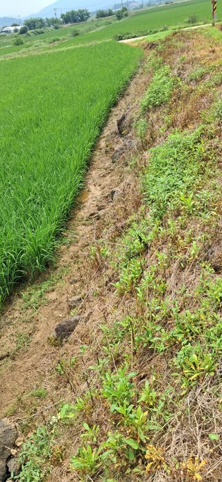 이복길님의 벼 · 영농일지 작성글 사진