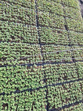 윤영숙소화데레사님의 들깨 · 영농일지 작성글 사진