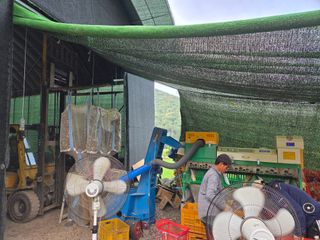 서녕이님의 마늘 · 영농일지 작성글 사진