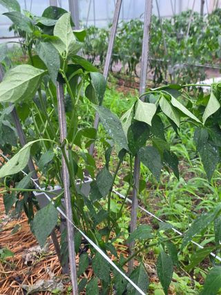 땍은이님의 고추 · 영농일지 작성글 사진