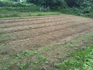 백상진님의 들깨 · 영농일지 작성글 사진