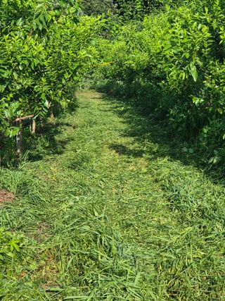 강기명님의 기타작물 · 영농일지 작성글 사진