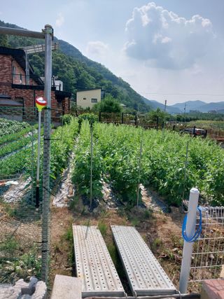 금복주님의 기타작물 · 영농일지 작성글 사진