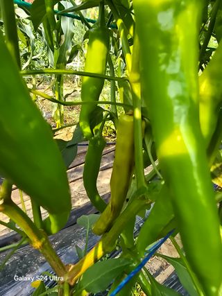 소병찬님의 고추 · 영농일지 작성글 사진