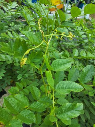 배정준님의 기타작물 · 영농일지 작성글 사진