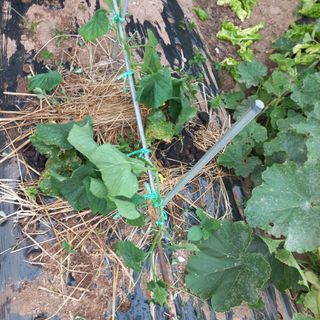 김건우님의 콩 · 영농일지 작성글 사진