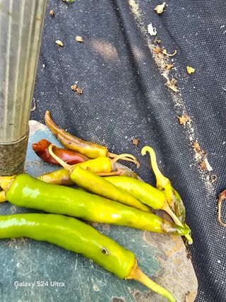 소병찬님의 고추 · 영농일지 작성글 사진