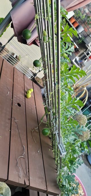 신영식님의 기타작물 · 영농일지 작성글 사진