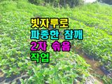 팜모닝 기타작물·영농일지 게시글 이미지