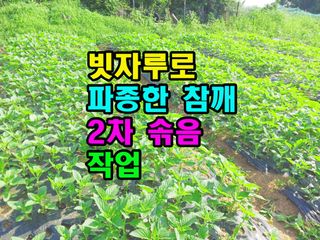 꿈꾸는텃밭님의 기타작물 · 영농일지 작성글 사진