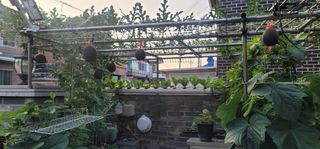 신영식님의 기타작물 · 영농일지 작성글 사진