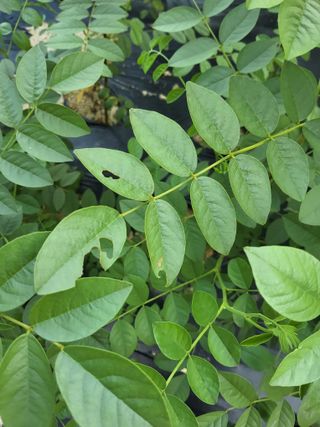 배정준님의 기타작물 · 영농일지 작성글 사진