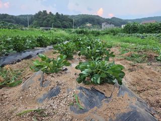 김윤회님의 기타작물 · 영농일지 작성글 사진