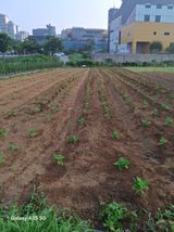 팜모닝 들깨·영농일지 게시글 이미지