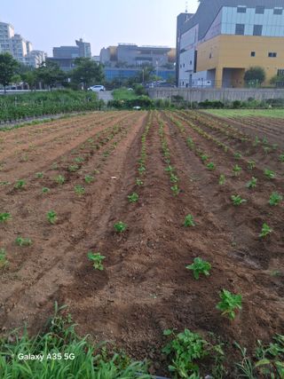 행복한누룩님의 들깨 · 영농일지 작성글 사진