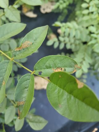 배정준님의 기타작물 · 영농일지 작성글 사진