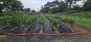 하늘사랑 님의 고추 · 영농일지 작성글 사진